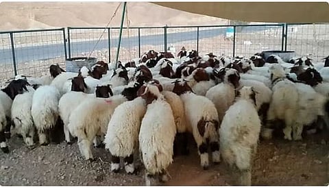 «البيئة»: وفرة عالية من الأضاحي لتلبية احتياجات ضيوف الرحمن خلال موسم الحج