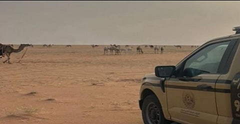 ضبط مواطن لارتكابه مخالفة رعي في محمية الإمام عبدالعزيز بن محمد الملكية